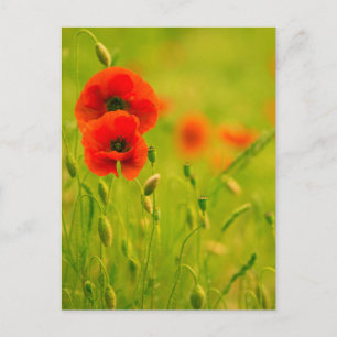 Carte postale - fleurs de coquelicots postcard
