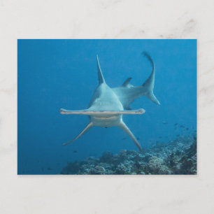 Carte postale, hammerhead shark ハンマーヘッド postcard
