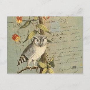 Carte postale hibou postcard