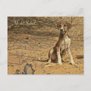 Carte postale Idi du Sahel Postcard