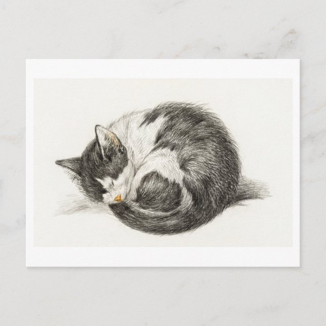 Carte Postale Joyeux Anniversaire Chaton Postcard (Front)