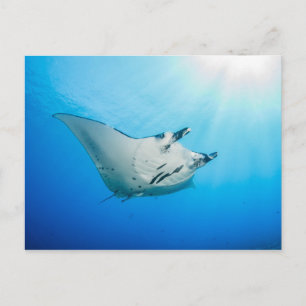 Carte postale, Manta ray マンタレイ Postcard