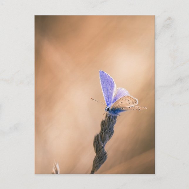 Carte postale papillon Argus bleu Postcard (Front)