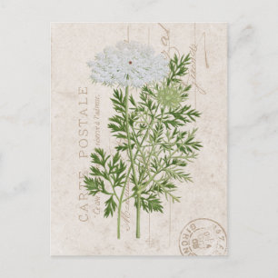 Carte Postale Queen Anne's Lace French Floral Postcard