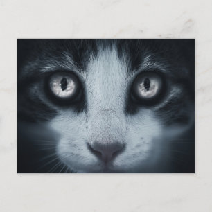 Carte postale regard de chat postcard