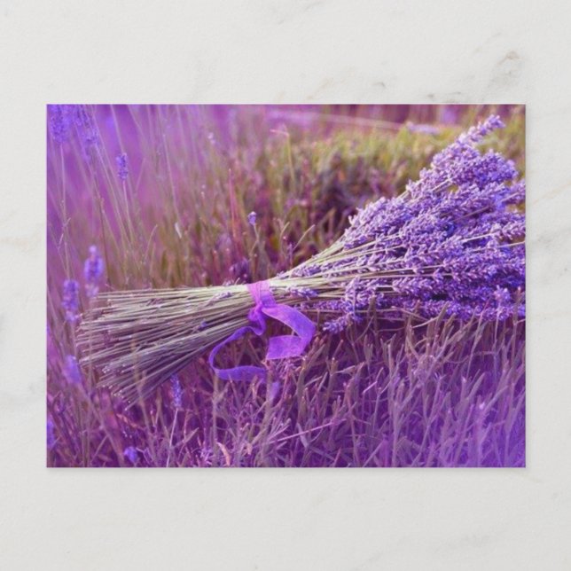 Cartes postale bouquet de lavandes postcard (Front)