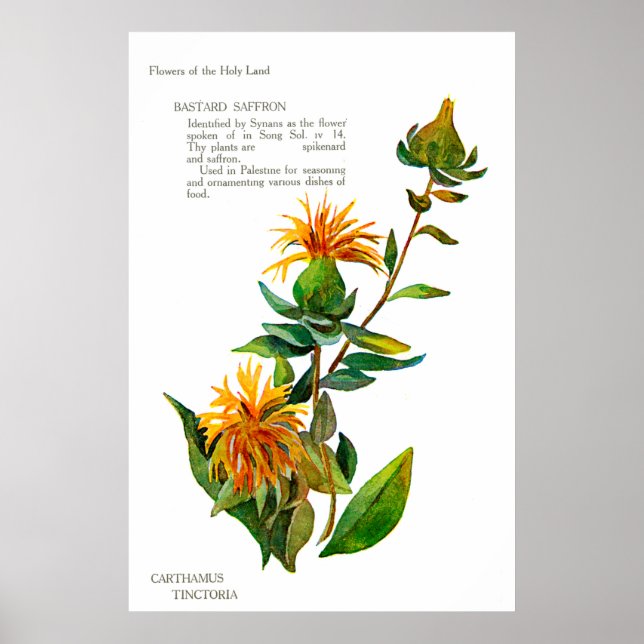 Carthamus Tinctoria Poster (Front)