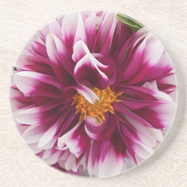 Cartheuserin Coaster (Front)