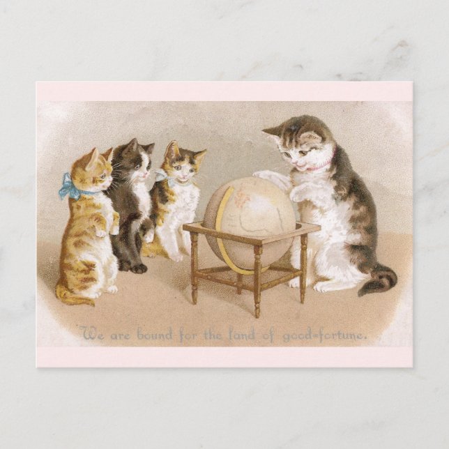 Cartographer Cat and Three Kittens Postcard (Front)