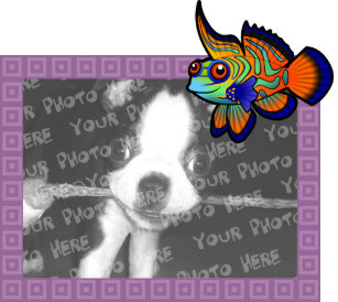 mandarin fish gifts on