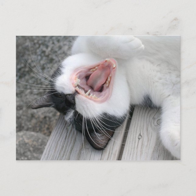Carulmare Cat Yawn CC0379 Postcard (Front)