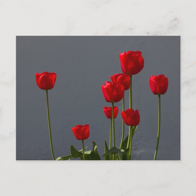 Carulmare Red Tulips CC0032 Postcard (Front)