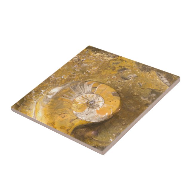 Carved Bowl Made of Fossils in Rock Closeup Photo Ceramic Tile (Side)