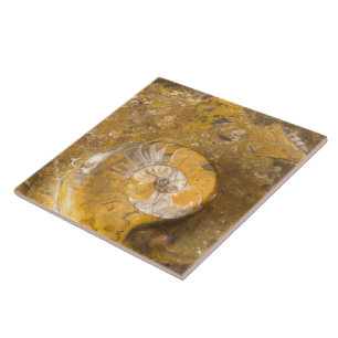 Carved Bowl Made of Fossils in Rock Closeup Photo Tile