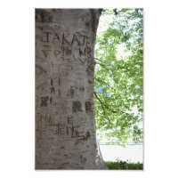 Carved in a Tree Central Park Nature Photography