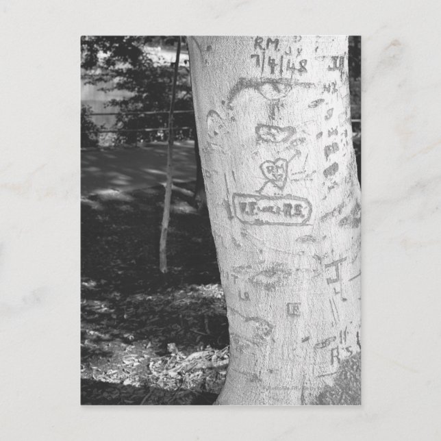 Carving on birch tree trunk B&W Postcard (Front)