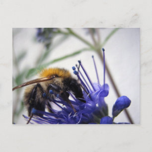 Caryopteris Postcard