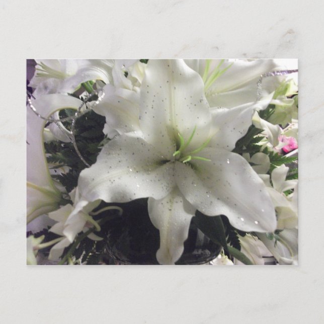 Casablanca Lily Postcard (Front)