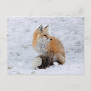 Cascade Fox in Snow Holiday Postcard