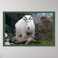 Cascade Mountain Goat