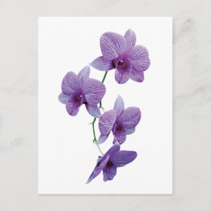 Cascade of Purple Orchids Postcard