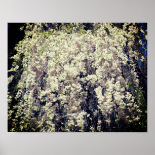 Cascade Of White Spring Flower Blossoms  Poster