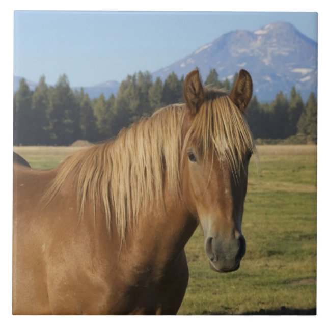 Cascade Range | Chestnut Horse Ceramic Tile (Front)