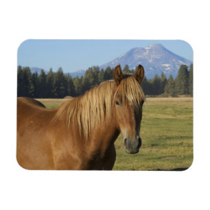 Cascade Range Chestnut Horse Magnet