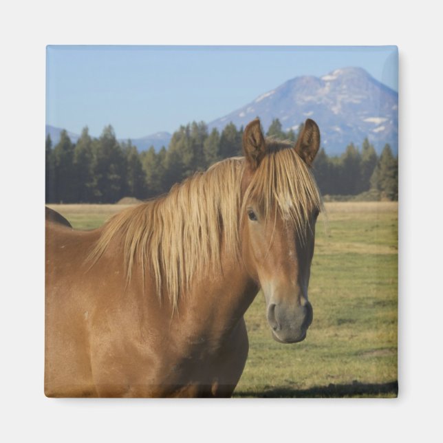 Cascade Range | Chestnut Horse Magnet (Front)