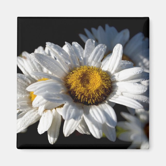 Cascading Daisy Magnet (Front)