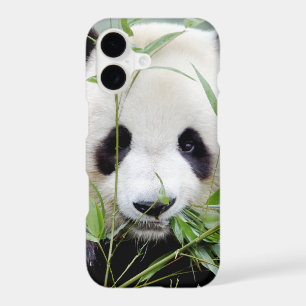 Case Photo giant panda, panda geant , animals.
