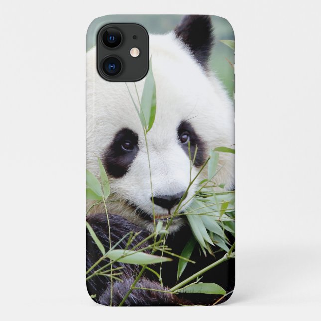Case Photo giant panda, panda geant , animals. (Back)
