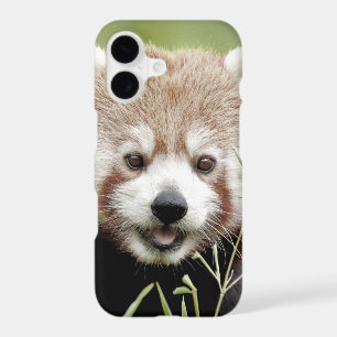 Case Photo red panda, panda roux , animals.