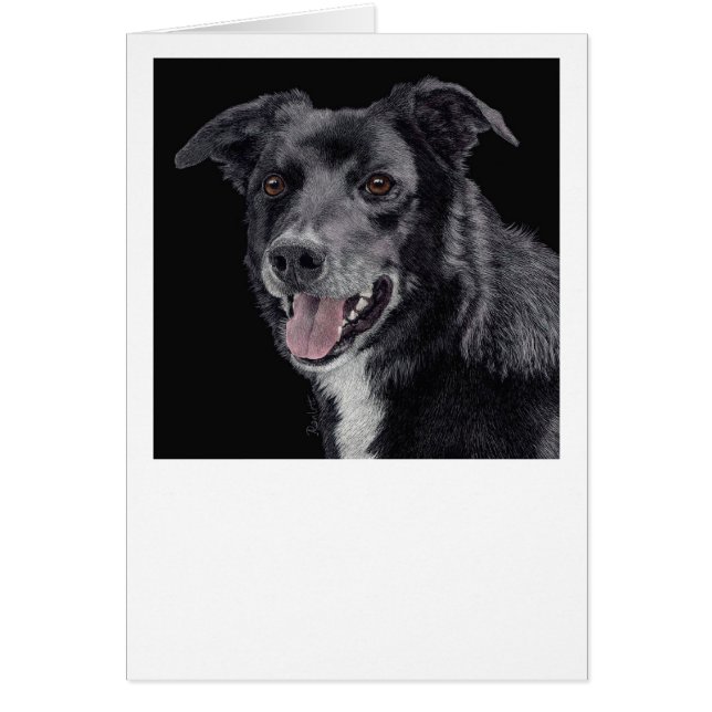 Cash the Border Collie - Card (Front)