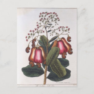 Cashew nut postcard