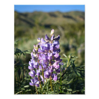 Casper Mountain Lupine - Casper WY Photo Print