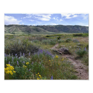 Casper Mountain Seasons - Summer Wildflowers  Photo Print