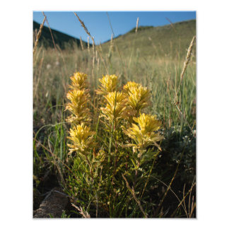 Casper Mountain Yellow Paintbrush - Casper WY Photo Print
