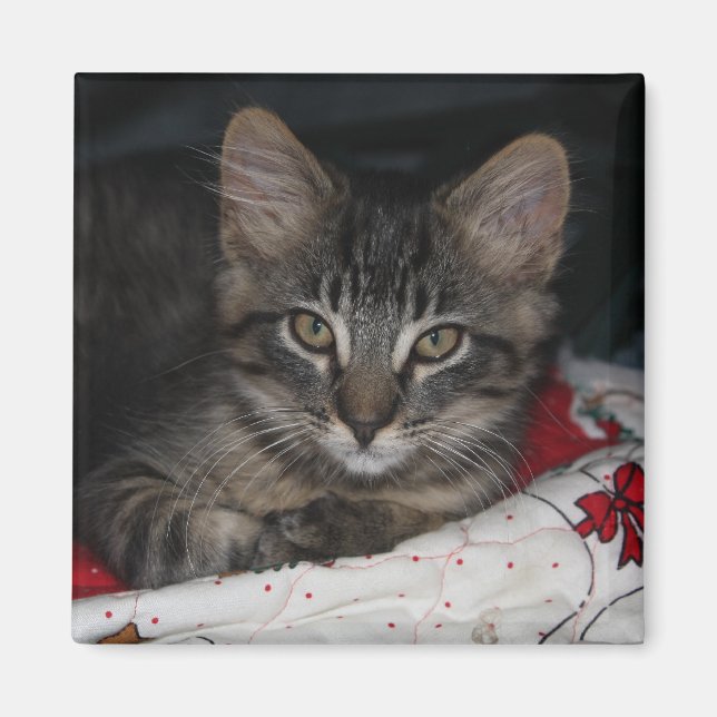 Caspian Cosy Christmas Magnet (Front)