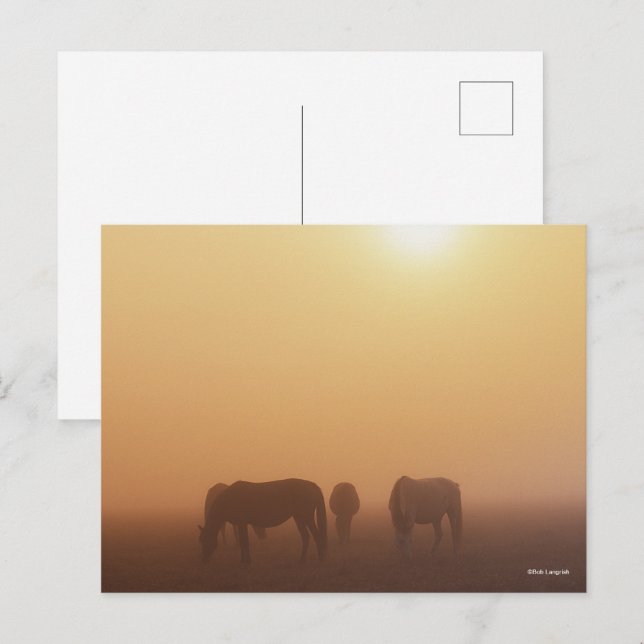 Caspian Ponies Grazing In Mist Sunrise Postcard (Front/Back)