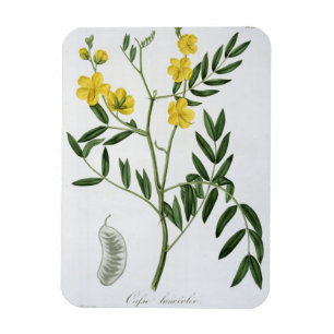 Cassia from 'Phytographie Medicale' by Joseph Roqu Magnet