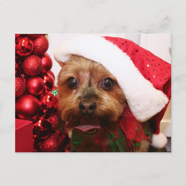 Cassie - Yorkshire Terrier - Scharr Postcard (Front)