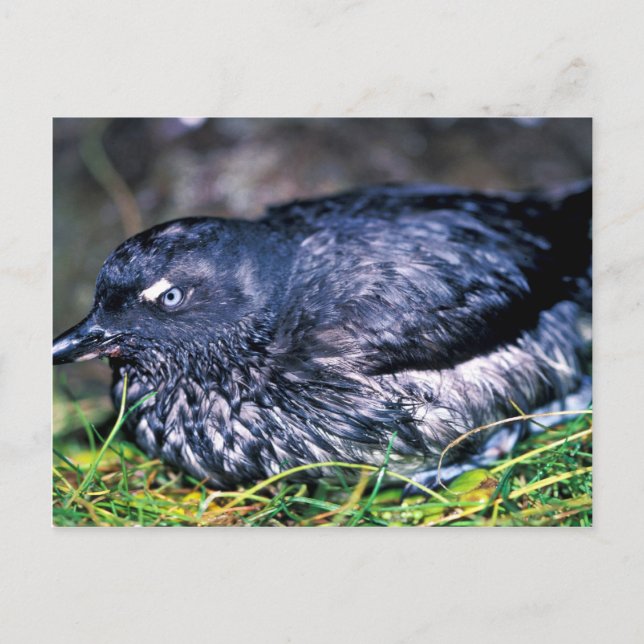 Cassins Auklet Postcard (Front)