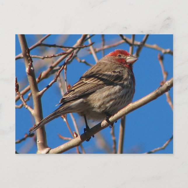 Cassin's Finch Postcard (Front)