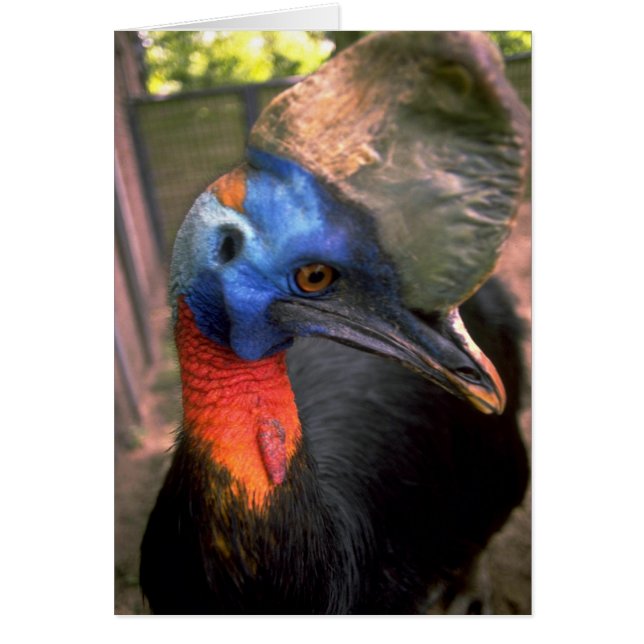 Cassowary (Front)