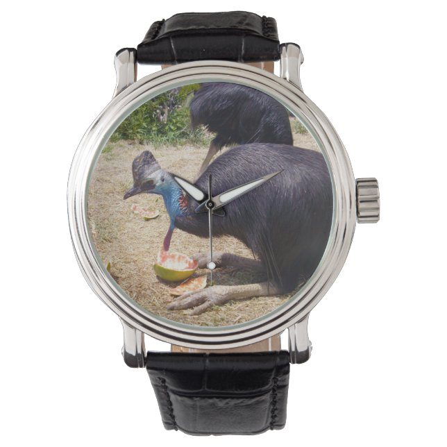 Cassowary Bird Enjoying Melons, Watch (Front)