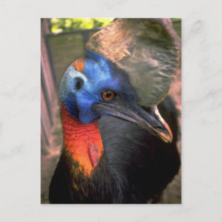 Cassowary Postcard