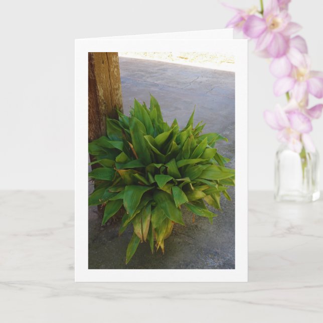 Cast Iron Plant Card (Orchid)