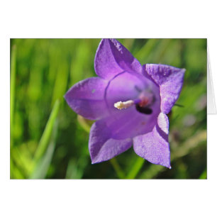 Castle card Glockenblumenkelch: have a nice day