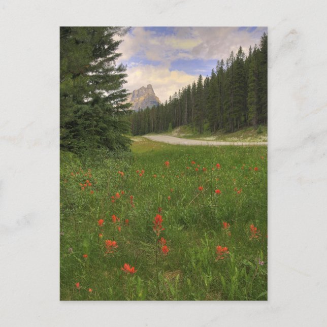 Castle Mountain Postcard (Front)